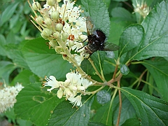 071 Longwood Gardens [2008 August 23]